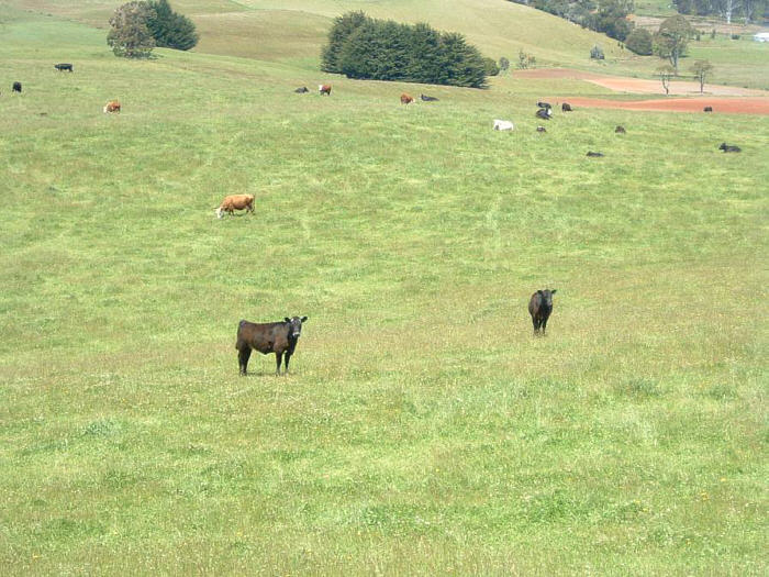 07 Tasmania.jpg